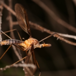 Leptotarsus (Macromastix) sp. (genus & subgenus) at Bruce, ACT - 29 Dec 2020