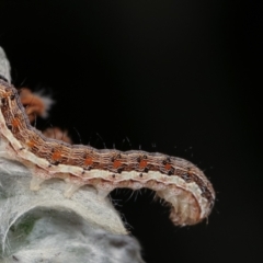 Noctuidae unclassified IMMATURE moth (Immature Noctuidae Moth) at Melba, ACT - 28 Dec 2020 by kasiaaus