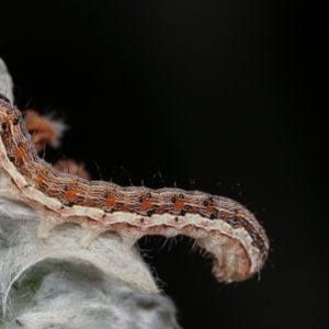 Noctuidae unclassified IMMATURE moth at Melba, ACT - 28 Dec 2020