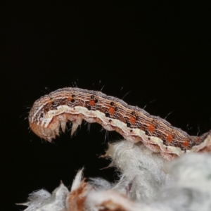 Noctuidae unclassified IMMATURE moth at Melba, ACT - 28 Dec 2020