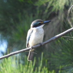 Todiramphus sanctus (Sacred Kingfisher) at Fyshwick, ACT - 8 Jan 2021 by MatthewFrawley