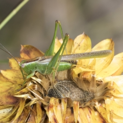 Conocephalus upoluensis (Meadow Katydid) at Hawker, ACT - 6 Jan 2021 by AlisonMilton