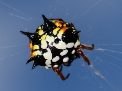 Austracantha minax (Christmas Spider, Jewel Spider) at Bruce, ACT - 29 Dec 2020 by kasiaaus