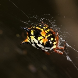 Austracantha minax at Bruce, ACT - 29 Dec 2020