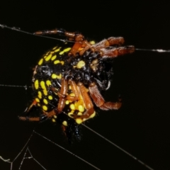 Austracantha minax at Bruce, ACT - 29 Dec 2020 05:23 PM