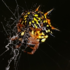 Austracantha minax at Bruce, ACT - 29 Dec 2020 05:23 PM