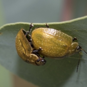 Paropsisterna cloelia at Hawker, ACT - 6 Jan 2021