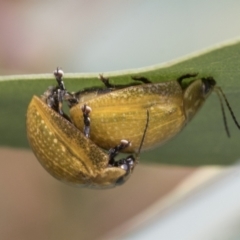 Paropsisterna cloelia at Hawker, ACT - 6 Jan 2021