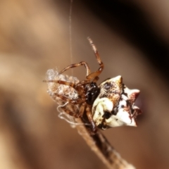 Phoroncidia sextuberculata (Six-knobbed Phoroncidia) at Bruce Ridge to Gossan Hill - 29 Dec 2020 by kasiaaus