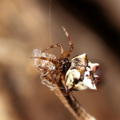 Phoroncidia sextuberculata (Six-knobbed Phoroncidia) at Bruce Ridge to Gossan Hill - 29 Dec 2020 by kasiaaus