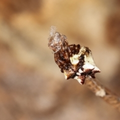 Phoroncidia sextuberculata at Bruce, ACT - 29 Dec 2020