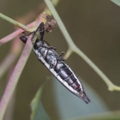 Rhinotia sp. (genus) (Unidentified Rhinotia weevil) at The Pinnacle - 6 Jan 2021 by AlisonMilton