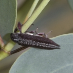 Rhinotia sp. (genus) at Hawker, ACT - 6 Jan 2021