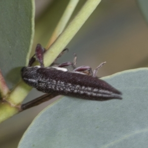 Rhinotia sp. (genus) at Hawker, ACT - 6 Jan 2021