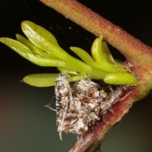 Chrysopidae (family) at Bruce, ACT - 29 Dec 2020