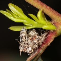 Chrysopidae (family) at Bruce, ACT - 29 Dec 2020