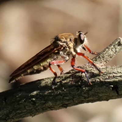 Colepia ingloria (A robber fly) at Point Hut to Tharwa - 10 Jan 2021 by RodDeb