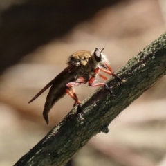 Colepia ingloria at Gordon, ACT - 11 Jan 2021 10:31 AM