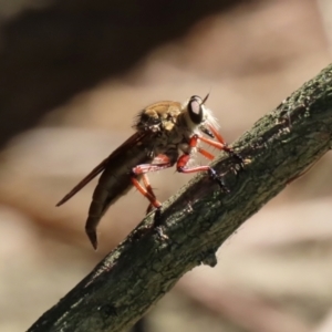 Colepia ingloria at Gordon, ACT - 11 Jan 2021