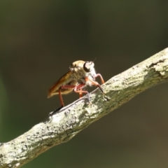 Colepia ingloria at Gordon, ACT - 11 Jan 2021