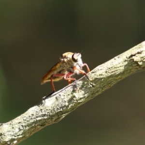 Colepia ingloria at Gordon, ACT - 11 Jan 2021 10:31 AM