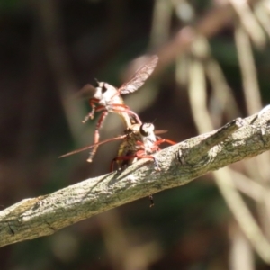 Colepia ingloria at Gordon, ACT - 11 Jan 2021