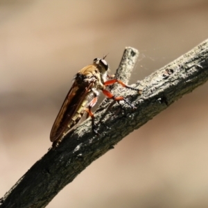 Colepia ingloria at Gordon, ACT - 11 Jan 2021 10:31 AM