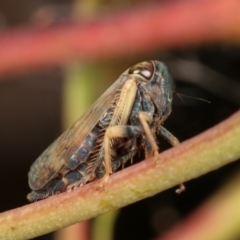 Cicadellidae (family) (Unidentified leafhopper) at Flea Bog Flat, Bruce - 29 Dec 2020 by kasiaaus