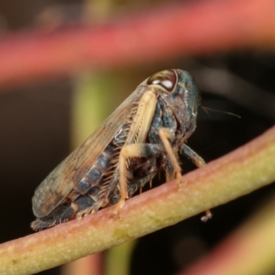 Cicadellidae (family) (Unidentified leafhopper) at Bruce Ridge to Gossan Hill - 29 Dec 2020 by kasiaaus