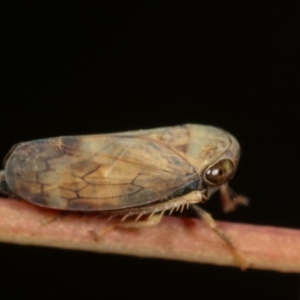 Cicadellidae (family) at Bruce, ACT - 29 Dec 2020 06:01 PM