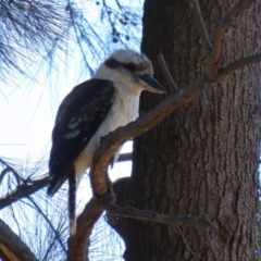 Dacelo novaeguineae (Laughing Kookaburra) at Tuggeranong DC, ACT - 11 Jan 2021 by RodDeb