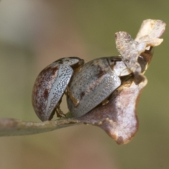 Paropsisterna m-fuscum (Eucalyptus Leaf Beetle) at Hawker, ACT - 6 Jan 2021 by AlisonMilton