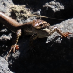 Eulamprus heatwolei (Yellow-bellied Water Skink) at Point Hut to Tharwa - 10 Jan 2021 by RodDeb