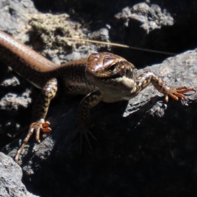 Eulamprus heatwolei (Yellow-bellied Water Skink) at Tuggeranong DC, ACT - 10 Jan 2021 by RodDeb