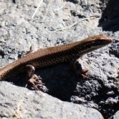 Eulamprus heatwolei at Tuggeranong DC, ACT - 11 Jan 2021