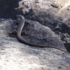 Eulamprus heatwolei at Tuggeranong DC, ACT - 11 Jan 2021