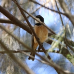 Pachycephala rufiventris (Rufous Whistler) at Gordon, ACT - 11 Jan 2021 by RodDeb