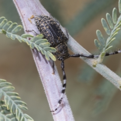 Ancita marginicollis (A longhorn beetle) at The Pinnacle - 6 Jan 2021 by AlisonMilton