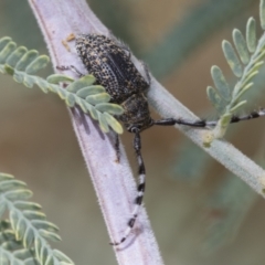 Ancita marginicollis (A longhorn beetle) at Hawker, ACT - 6 Jan 2021 by AlisonMilton