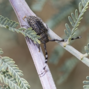 Ancita marginicollis at Hawker, ACT - 6 Jan 2021