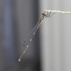 Austrolestes leda (Wandering Ringtail) at Macarthur, ACT - 11 Jan 2021 by RodDeb