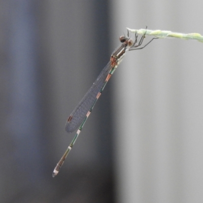 Austrolestes leda (Wandering Ringtail) at Macarthur, ACT - 11 Jan 2021 by RodDeb