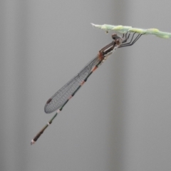 Austrolestes leda at Macarthur, ACT - 11 Jan 2021