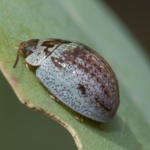 Paropsisterna m-fuscum at Hawker, ACT - 6 Jan 2021