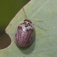 Paropsisterna m-fuscum at Hawker, ACT - 6 Jan 2021