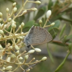 Nacaduba biocellata (Two-spotted Line-Blue) at Theodore, ACT - 7 Jan 2021 by owenh