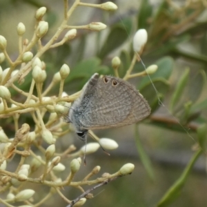 Nacaduba biocellata at Theodore, ACT - 7 Jan 2021 11:18 AM