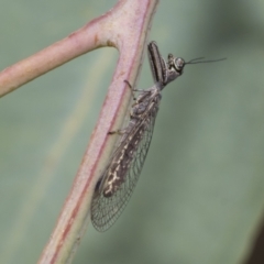 Mantispidae (family) (Unidentified mantisfly) at Hawker, ACT - 6 Jan 2021 by AlisonMilton