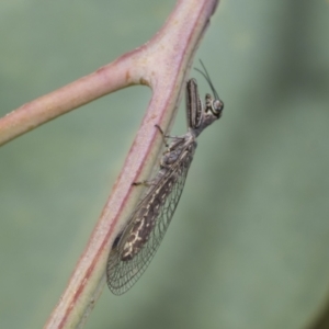 Mantispidae (family) at Hawker, ACT - 6 Jan 2021 12:14 PM