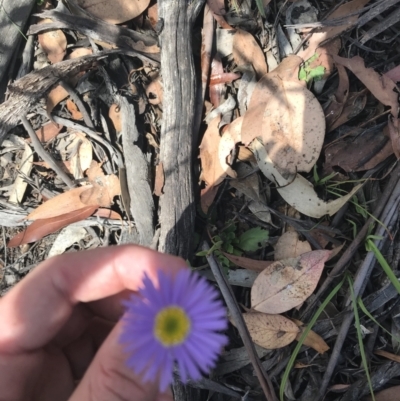 Brachyscome spathulata (Coarse Daisy, Spoon-leaved Daisy) at Mount Clear, ACT - 10 Jan 2021 by Tapirlord